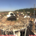 10_30-nest.jpg