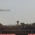 10_35-mast.jpg