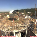 10_40-nest.jpg