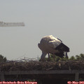 10_45-mast.jpg