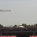 10_50-mast.jpg