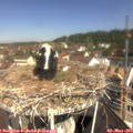 10_50-nest.jpg
