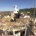 11_00-nest.jpg