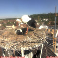 11_05-nest.jpg