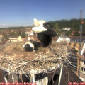 11_10-nest.jpg