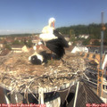11_15-nest.jpg