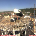 11_20-nest.jpg