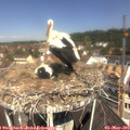11_25-nest.jpg