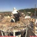 11_30-nest.jpg