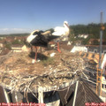 11_35-nest.jpg