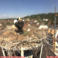 11_40-nest.jpg