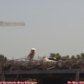 11_45-mast.jpg