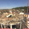 11_50-nest.jpg