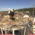 12_05-nest.jpg