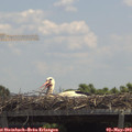 12_35-mast.jpg