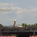 12_40-mast.jpg