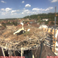 12_50-nest.jpg