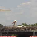 13_00-mast.jpg