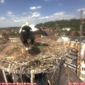 13_05-nest.jpg