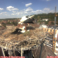 13_10-nest.jpg