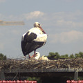 13_15-mast.jpg