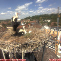 13_20-nest.jpg