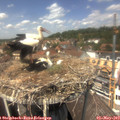 13_25-nest.jpg