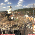 13_30-nest.jpg