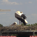 13_35-mast.jpg