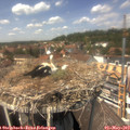 13_40-nest.jpg