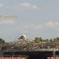 13_45-mast.jpg