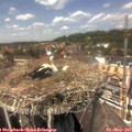 13_50-nest.jpg