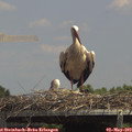 14_00-mast.jpg