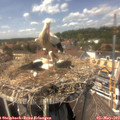 14_00-nest.jpg