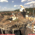 14_10-nest.jpg