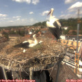 14_15-nest.jpg