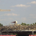 14_20-mast.jpg