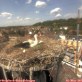 14_20-nest.jpg