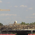 14_25-mast.jpg