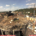 14_30-nest.jpg