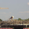 14_35-mast.jpg