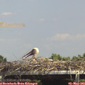 14_40-mast.jpg