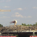14_50-mast.jpg