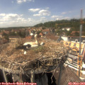 14_50-nest.jpg