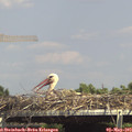 14_55-mast.jpg