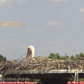 15_00-mast.jpg