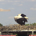 15_15-mast.jpg
