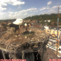 15_15-nest.jpg