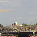 15_20-mast.jpg