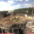 15_25-nest.jpg